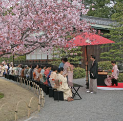 Cherry blossom viewing tea gathering at Nijo Castle